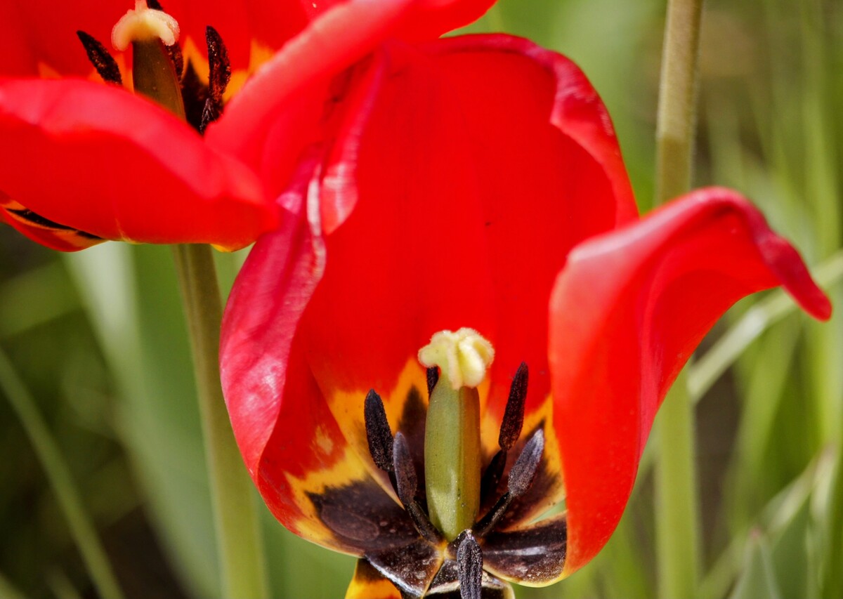 CH … Inside a Tulip 